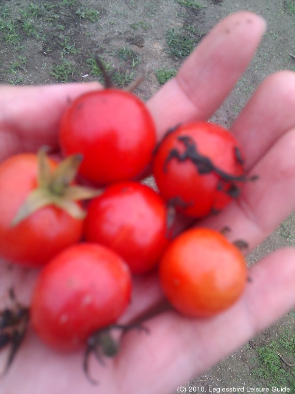 20100215Farm Visit42.jpg